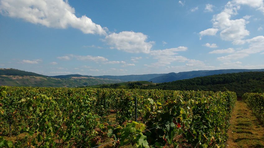 Moselschleifen und Moselsteig 2 Moselschleifen und Moselsteig